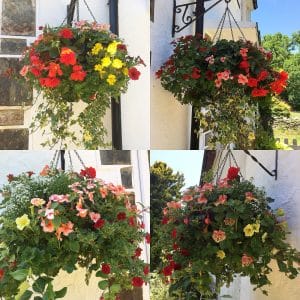 Hanging Baskets, June 2018
